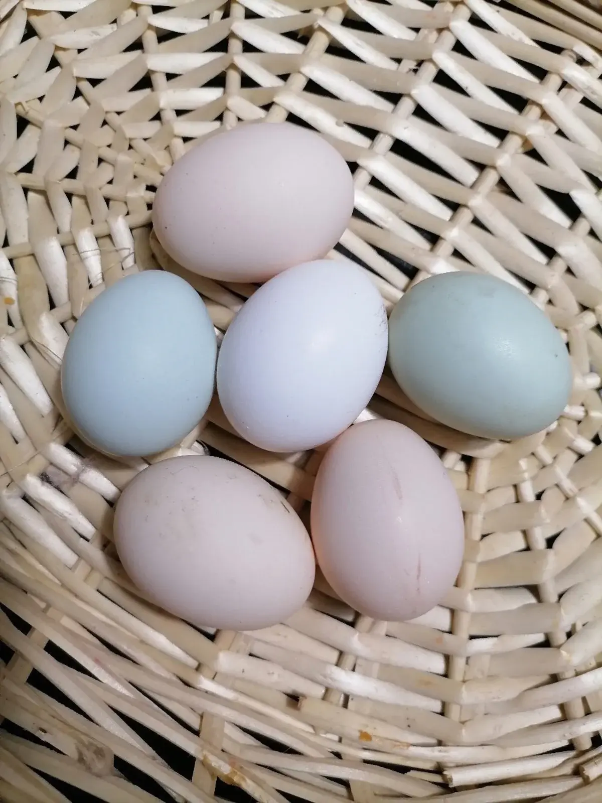 Фото кур несущих голубые яйца. Голубые яйца. Синие яйца куриные. Голубые яйца куриные. Синие яйца куриные порода.