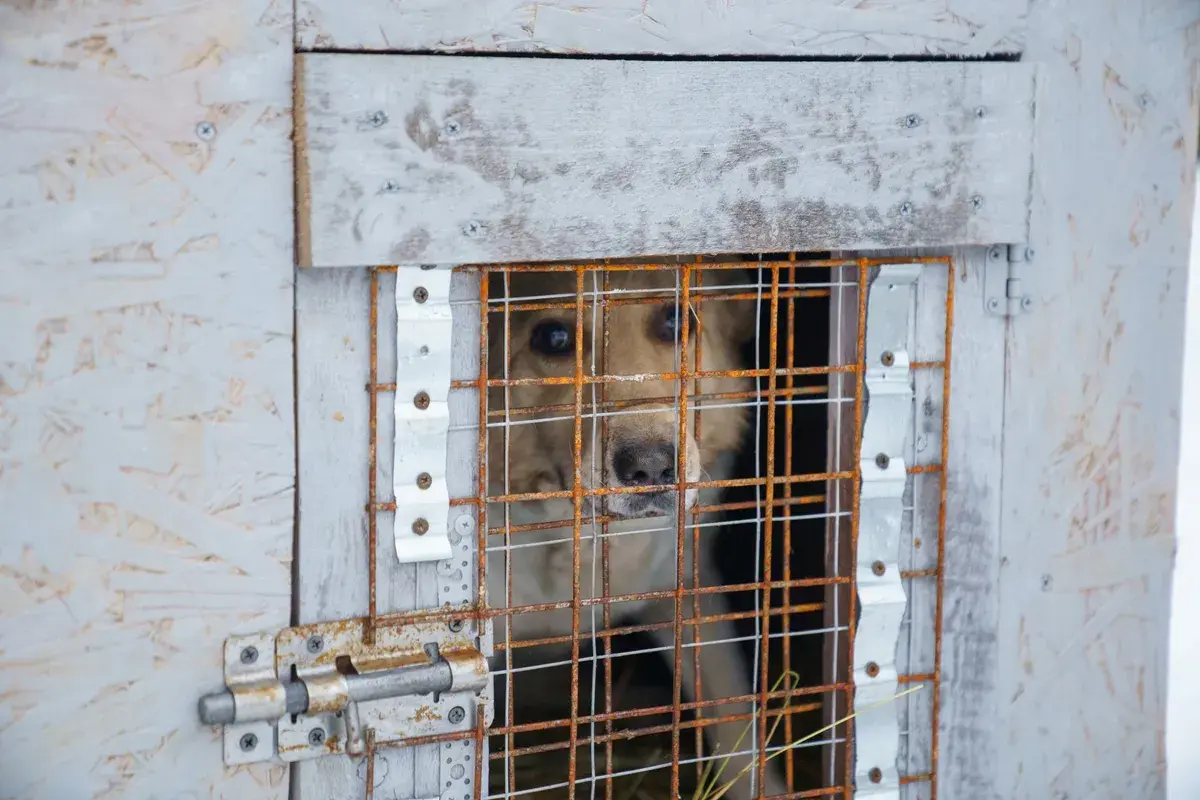 "Концлагерь для собак" в Иванове приглашает жалобщиков и волонтеров к конструктивному диалогу