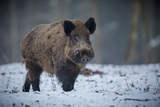 Вспышка африканской чумы свиней зарегистрировали на западе Ивановской области
