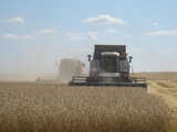 В Гаврилово-Посадском районе намолотили более 6 000 тонн зерна