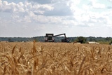 Четыре района Ивановской области лидируют по уборке зерна