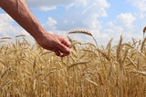 В Верхнеландеховском районе намолотили 154 тонны зерна