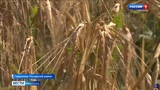 В Гаврилово-Посадском районе в полном объеме засеяли семена яровых культур