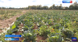 В Ивановской области увеличилось производство картофеля и овощных культур