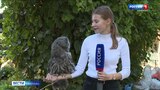 В Ивановском зоопарке бородатая неясыть отказалась от своего совенка