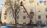На улицах Иванова начали кронировать деревья