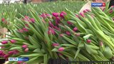 В прошлом году в фермерских хозяйствах Ивановской области вырастили более 300 тысяч цветов 