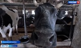 В Ивановской области по итогам прошлого года выросло производство молока