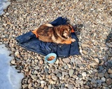 В Палехском районе сотрудники "Водоканала" спасли тонущую собаку